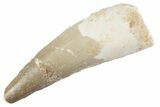 Fossil Spinosaurus Tooth - Feeding Worn Tooth #368142-1